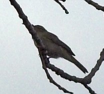 [Summer-Visitor-52-Robert_Mileham-01.jpg]