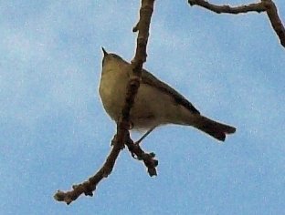 [Summer-Visitor-76-Robert_Mileham-01.jpg]