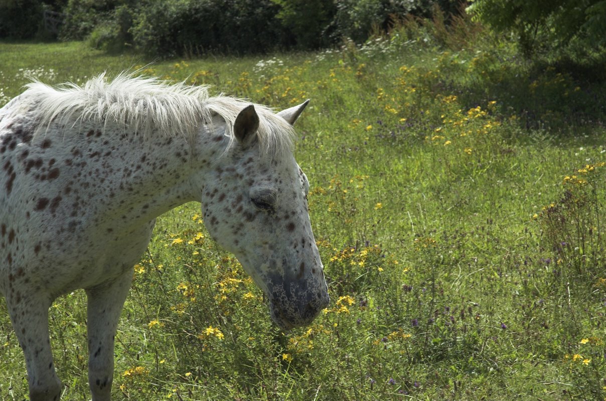 [Charlie-St+Johns-wort-Robert_Mileham-01.jpg]