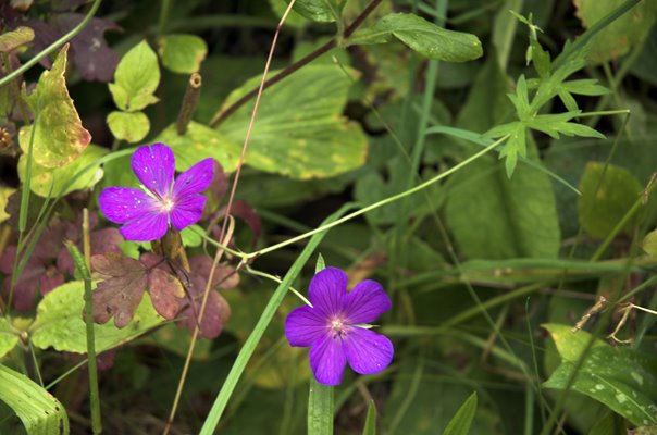 [july2008-wild-geranium-Robert_Mileham-01.jpg]