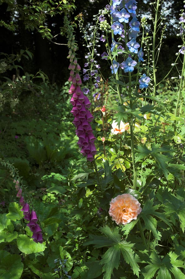 [Summer-Flowers-Dorset-Robert-Mileham.jpg]