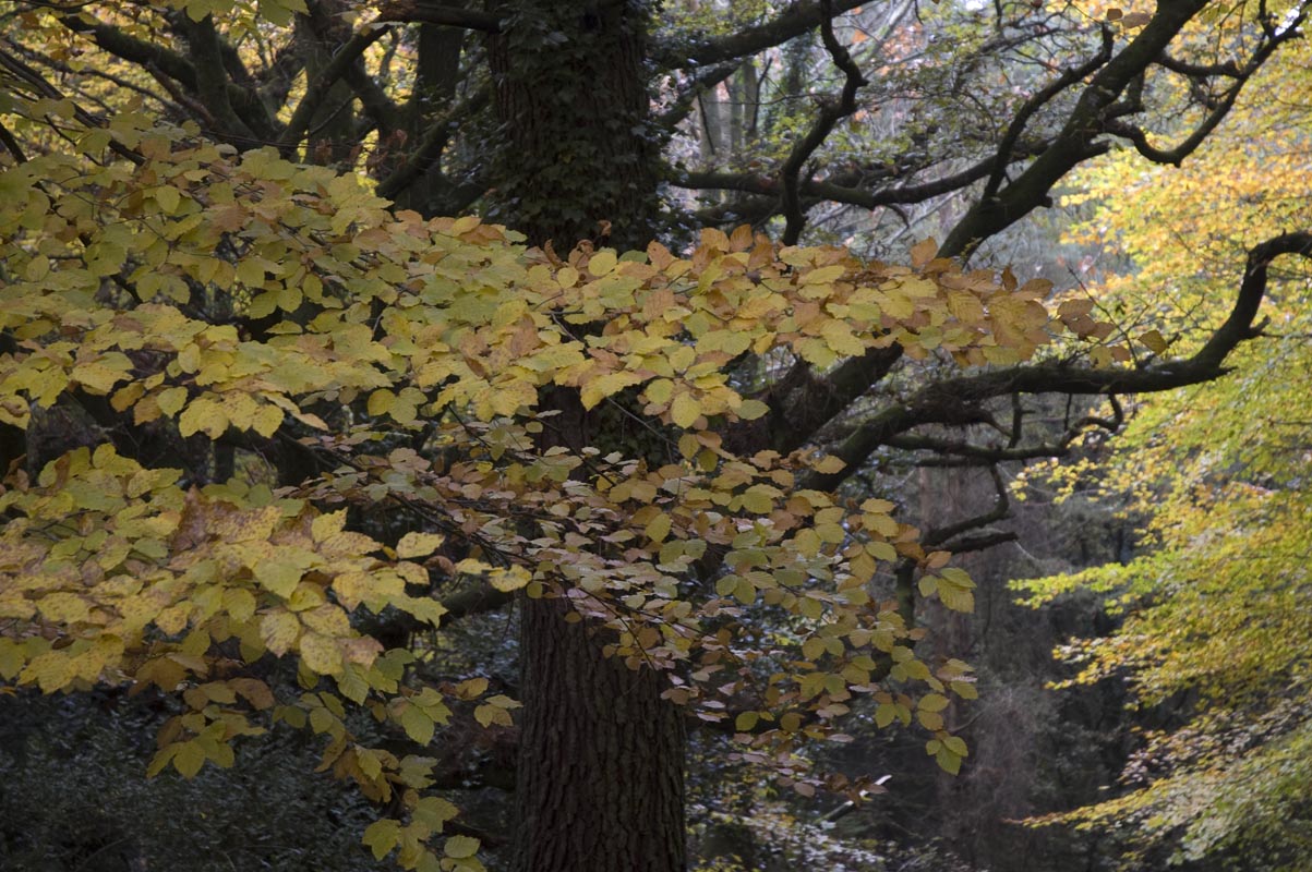 [Brinatspuddle-2008-Robert-Mileham.jpg]