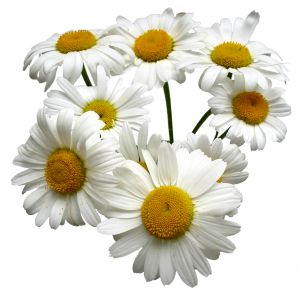 [647760_bunch_of_daisies.jpg]