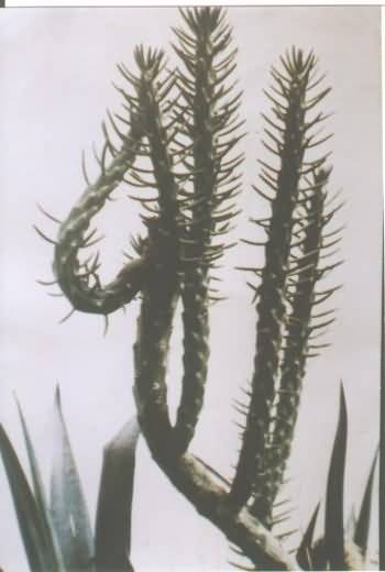 Miracles of ALLAH - cactustree