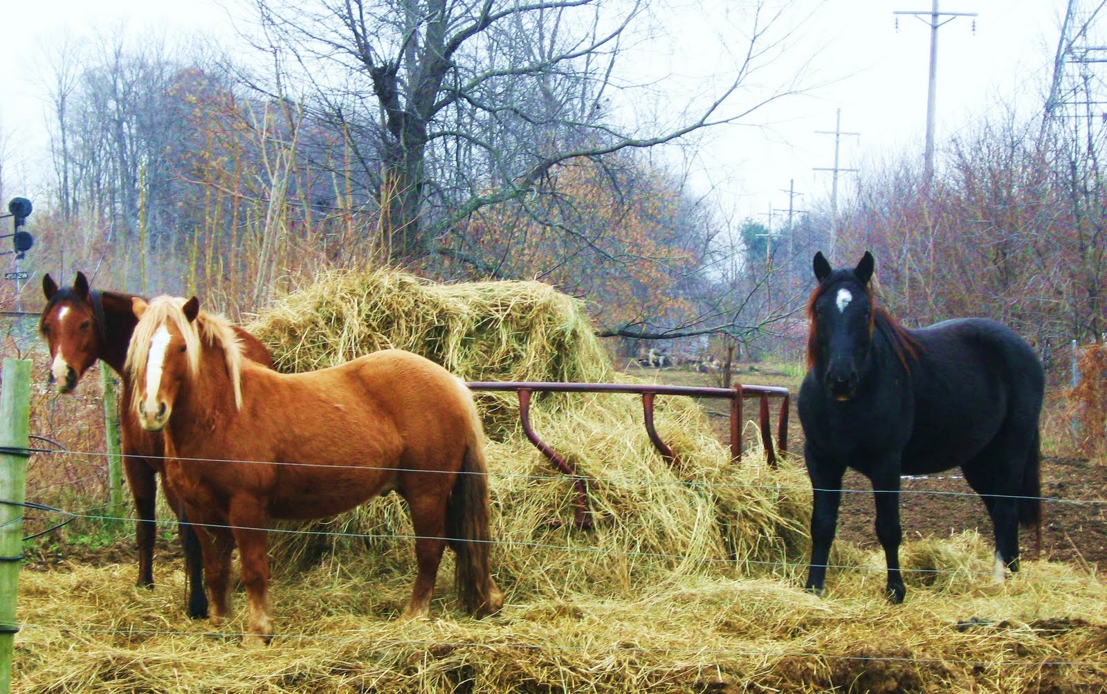 [three+horses.JPG]