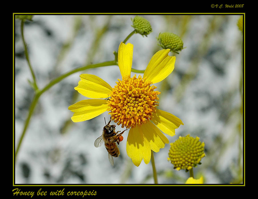 [Bee-YellowFlower-SaddleBags-CR_GOOD+DSC_0088.jpg]