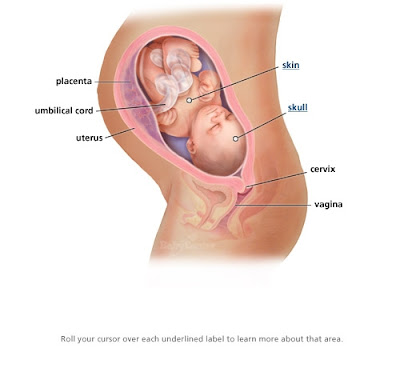 Baby Merrill 2008 First Braxton Hicks Contraction 33 Weeks