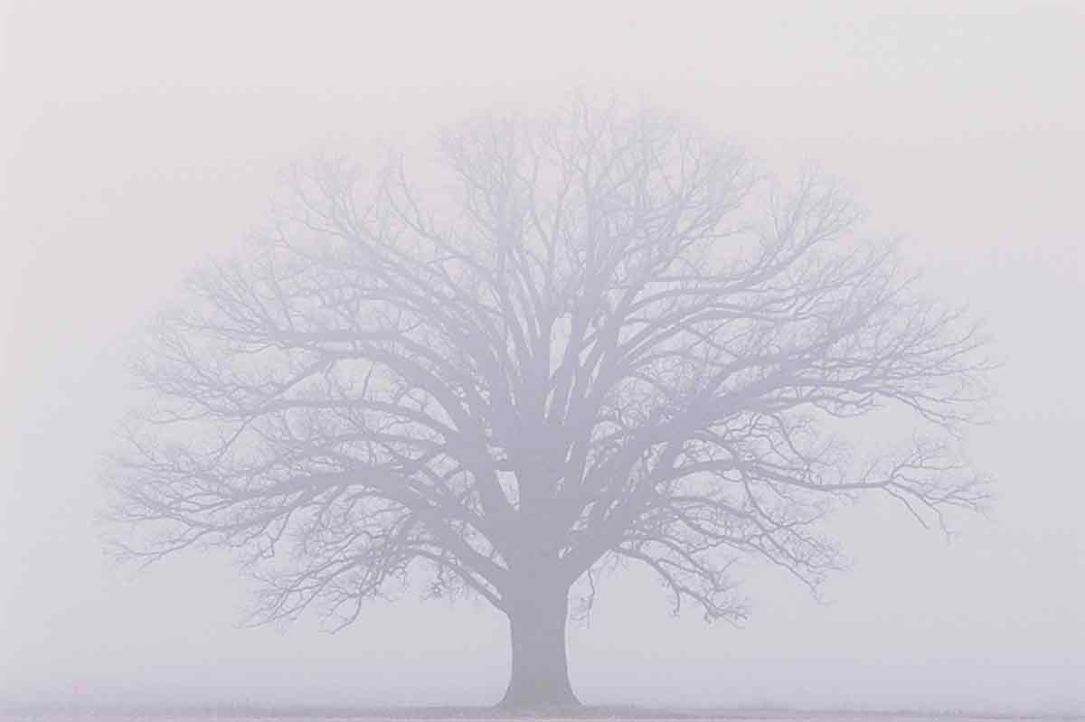 [tree.jpg]