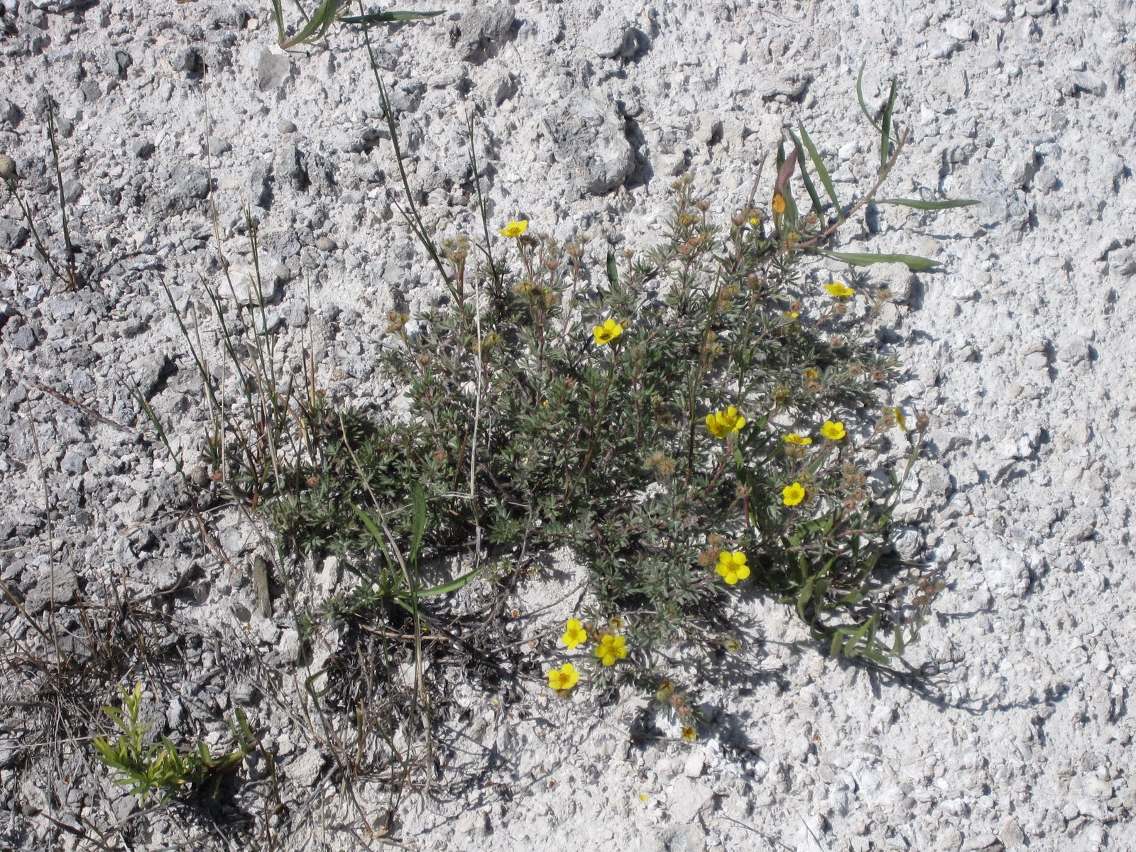 [potentilla-1.JPG]