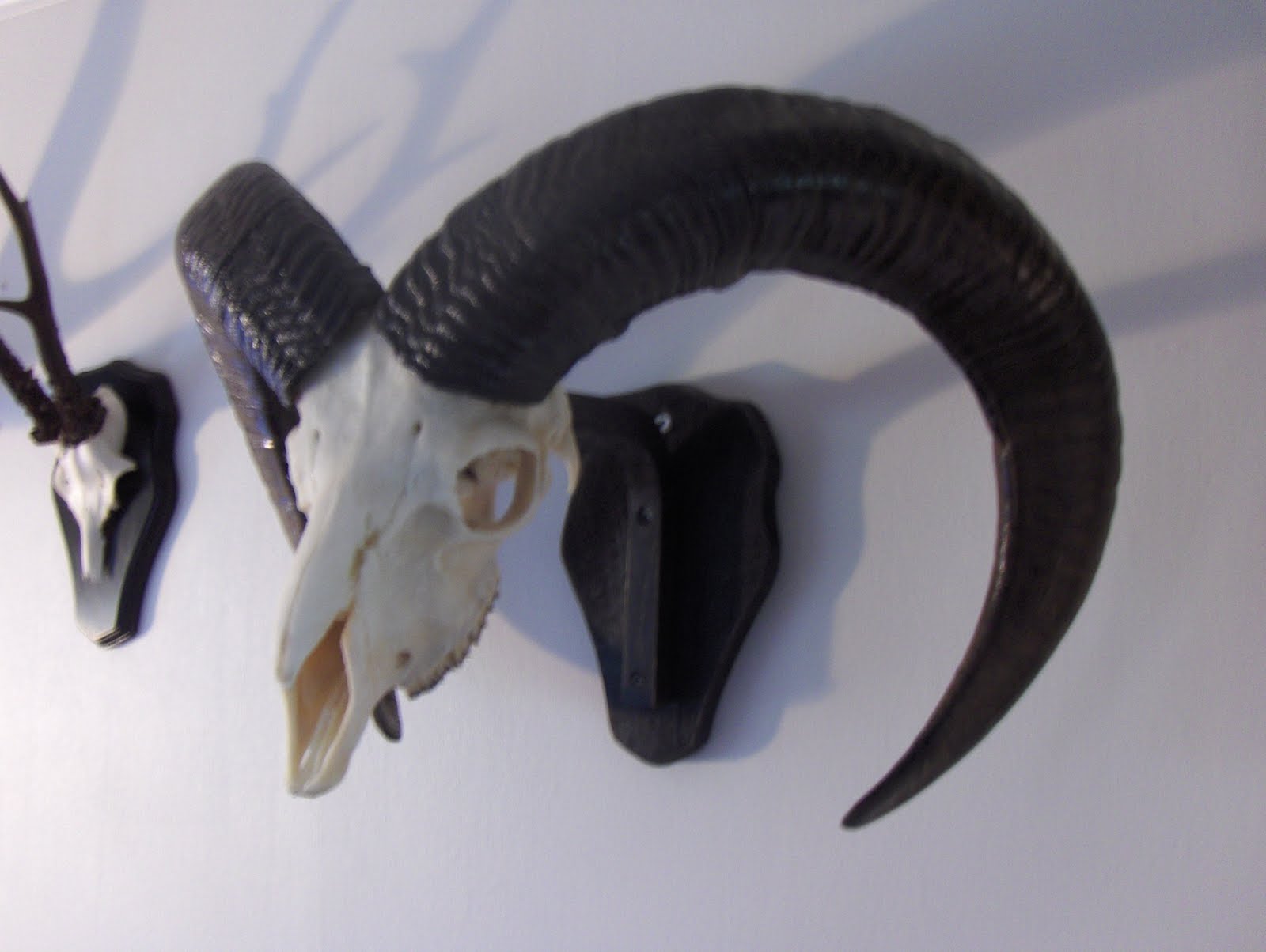 [muflontrofe3.JPG]