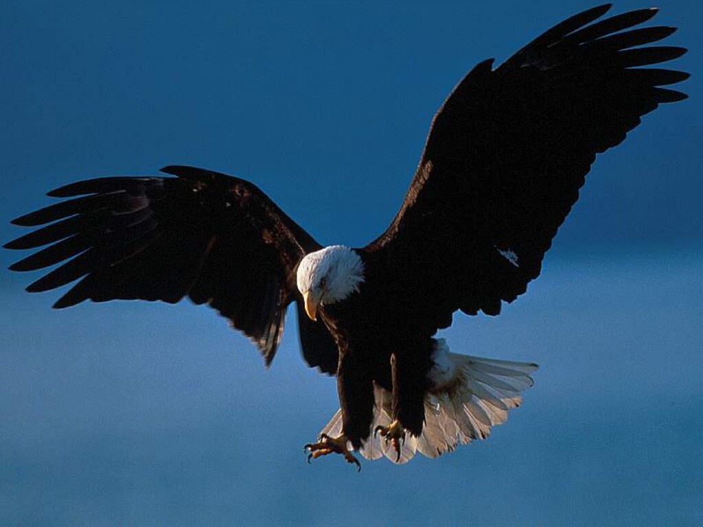 http://4.bp.blogspot.com/_Gk4drzExu3w/SwaRTqKFDcI/AAAAAAAABLk/r84KUF5yJKI/s1600/Bald_Eagle_in_Flight_Alaska.jpg