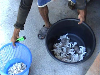 cendawan, kulat,mushroom,tiram,lingzi