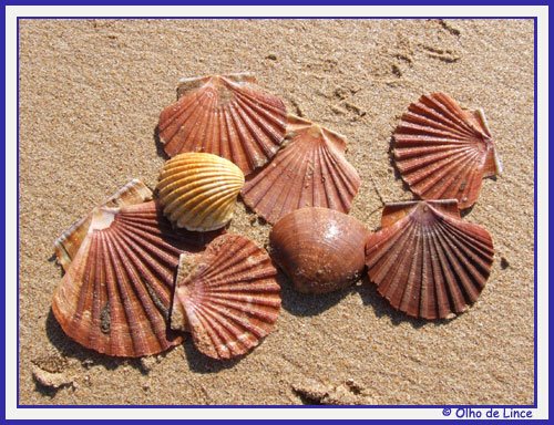 [conchas.jpg]