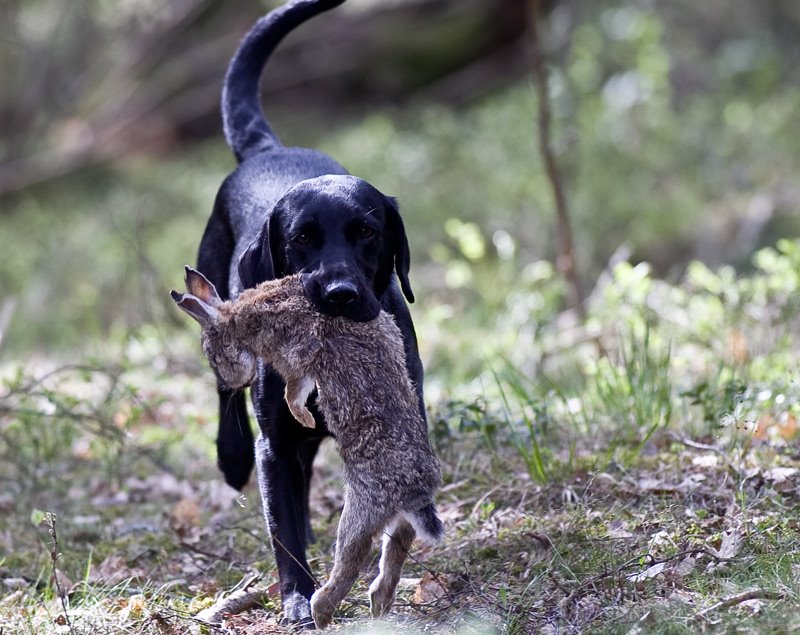 [2009-05-03_labradorer_0426.jpg]