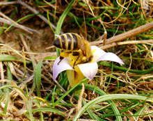 ROMULEA BULBOCODIUM- Κροκος η κατσιδα