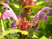 Lamium maculatum - Λάμιο γίγας