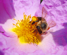 Cistus albidus - Λαδανια η κουνουκλα