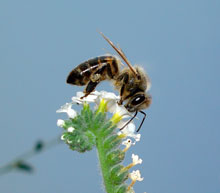 Heliotropium europium