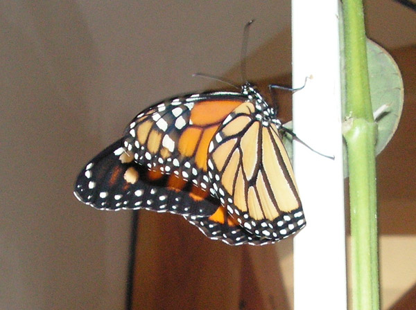 [2007-Monarch10.JPG]