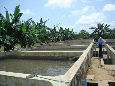 ... in Nigeria: Pictures of Concrete, Earthen Ponds and Harvested Fish