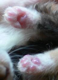 kitty paws for Pinterest.