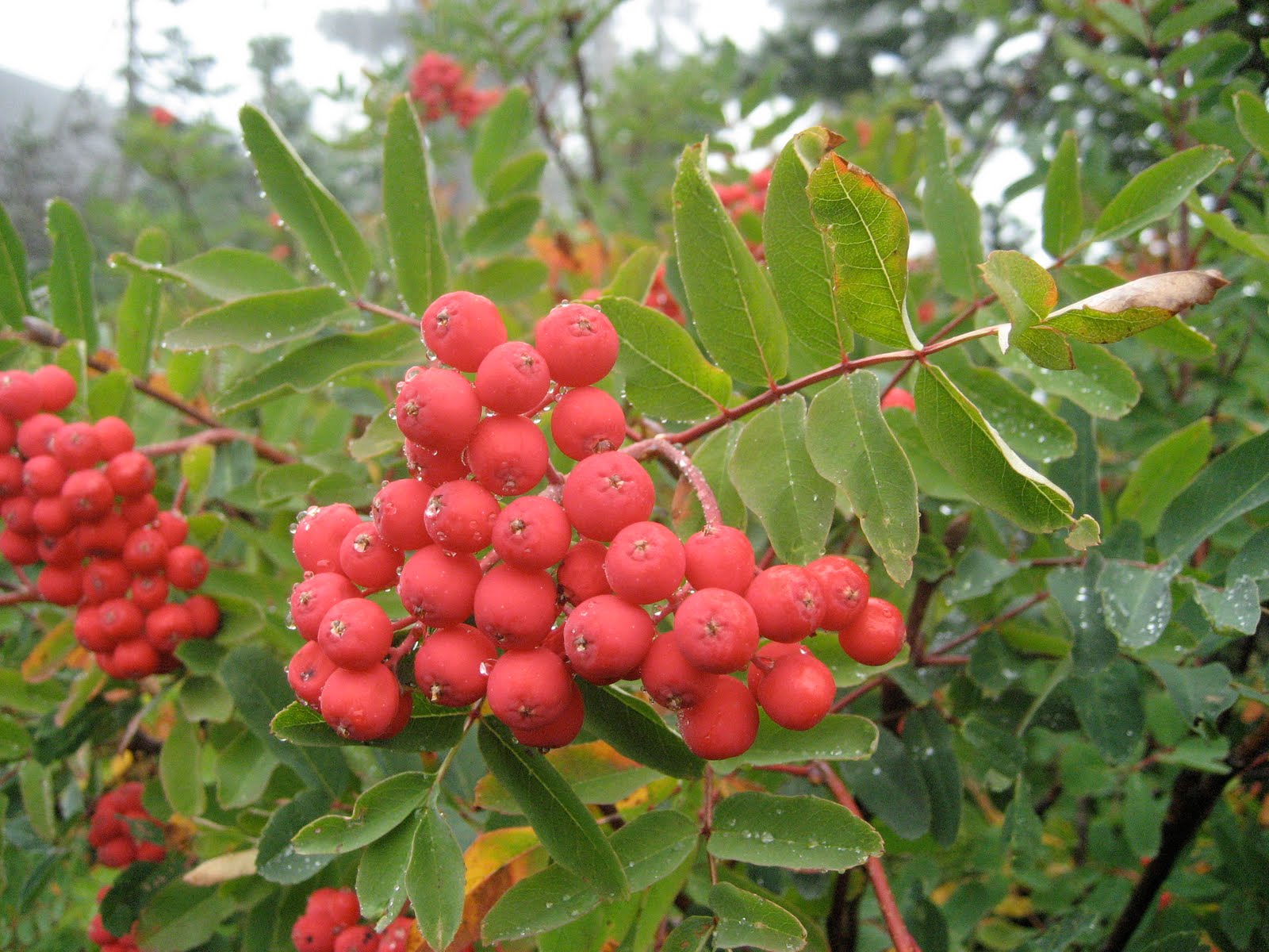 Nature & Knowledge April 2010