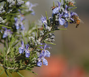 Bee on my rosemary