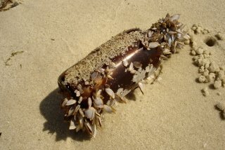 [koh-samet-samed-1.JPG]