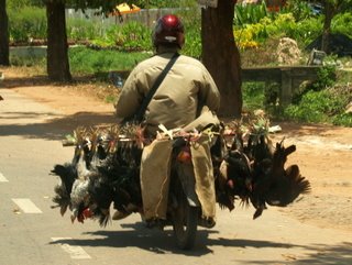 [cambodia-siem-reap-chickens.JPG]