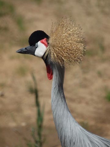 [int-crane-foundation-3.JPG]