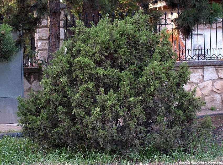 Juniperus phoenicea (Sabina negra)
