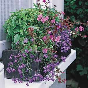 Unaccustomed Earth: Edible Window Boxes