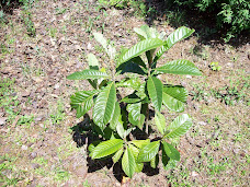 Japanese Plum Tree: "Akky Dinia" Plant--Sweet Fruits