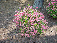 Pink Flowers