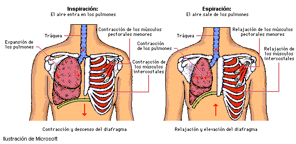 Como Como