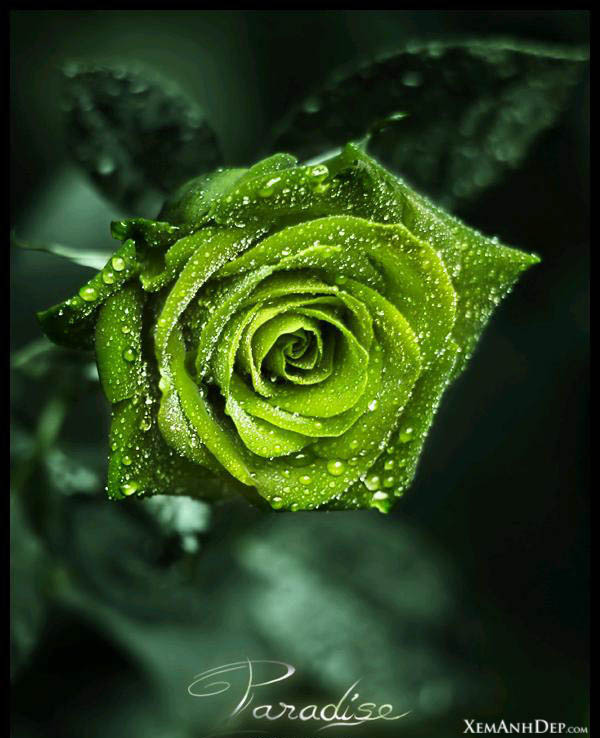 world best wallpaper. OF WORLD#39;S BEST WALLPAPERS best wallpaper in world. world best wallpaper. OF WORLD#39;S BEST WALLPAPERS