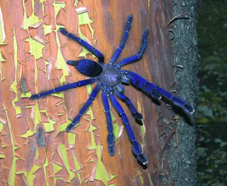 Lampropelma Violaceopes - Vogelspinne | Alles zum Thema Vogelspinnen