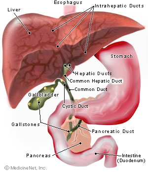 biliary system