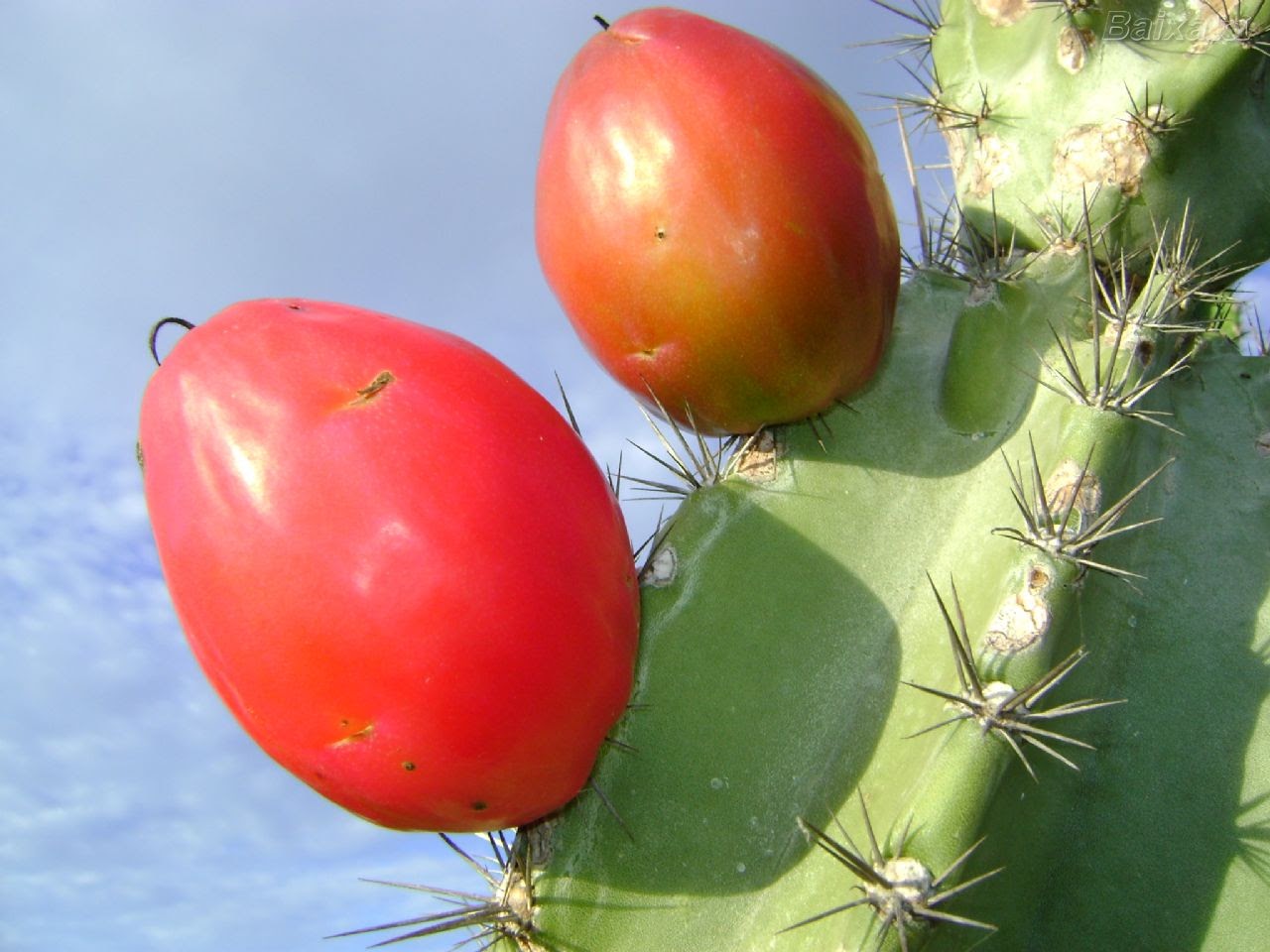 PROJETO CACTINGA Resgatando Nossa Biodiversidade CACTOS