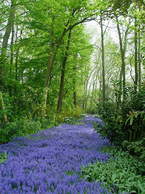 flowerypathway.jpg