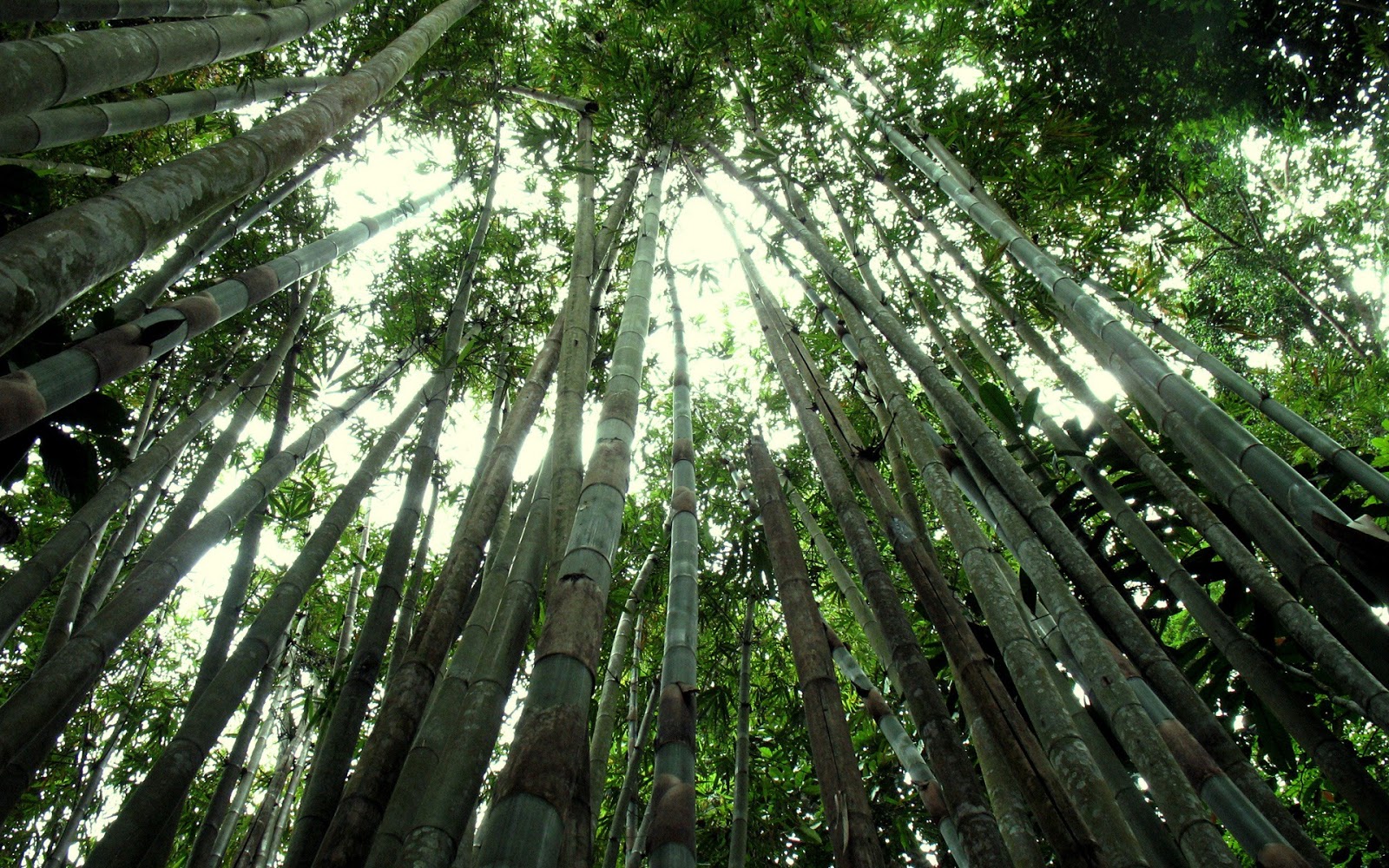 http://4.bp.blogspot.com/_Gq1jO6iuU2U/TSkV09MGs2I/AAAAAAAAHW0/2BODWg-ifyQ/s1600/bamboo+forest+amazing+hd+wallpaper.jpg