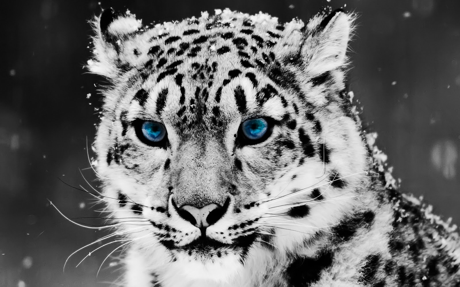 http://4.bp.blogspot.com/_Gq1jO6iuU2U/TSuiXFZGyhI/AAAAAAAAHac/qhTgxWSH7FA/s1600/snow_blue_eye_leopard-wide-HD-wallpaper.jpg