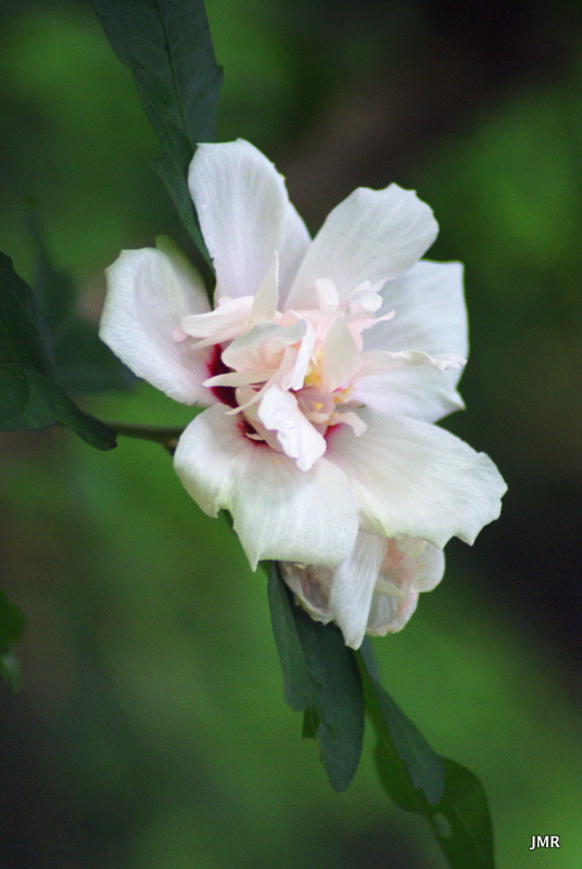 Rose Of Sharon Is Hibiscus Syriacus