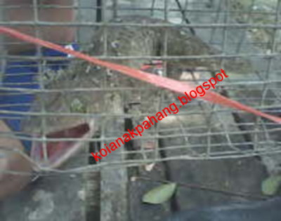 Cicok Tokek