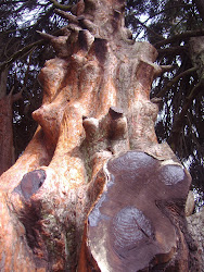 Close Up Of Tree Across From The Palace