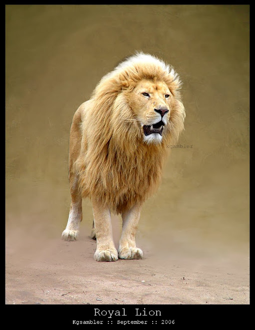 Royal Lion