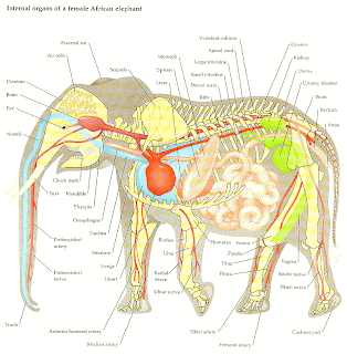 MY SMARTYPANTS KIDS: ELEPHANT