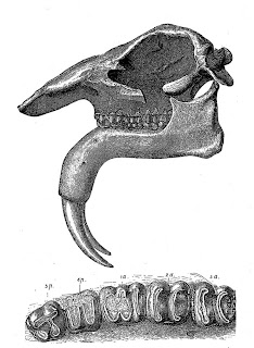 http://4.bp.blogspot.com/_Gr6Ra9TwtNU/R9_Dj45zrwI/AAAAAAAAAV0/wlQENvHw16s/s320/Deinotherium+head+and+jaw+from+Wikipedia.jpg