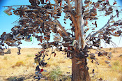 Shoe Tree