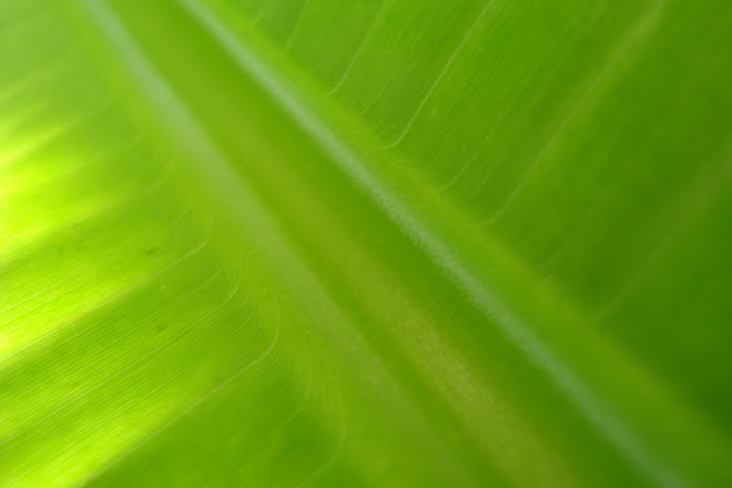 Banana Leaf